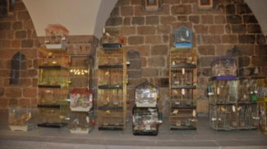 Battalgazi&rsquo;de Kanarya Sergisi Ve &Ouml;t&uuml;m Yarışması