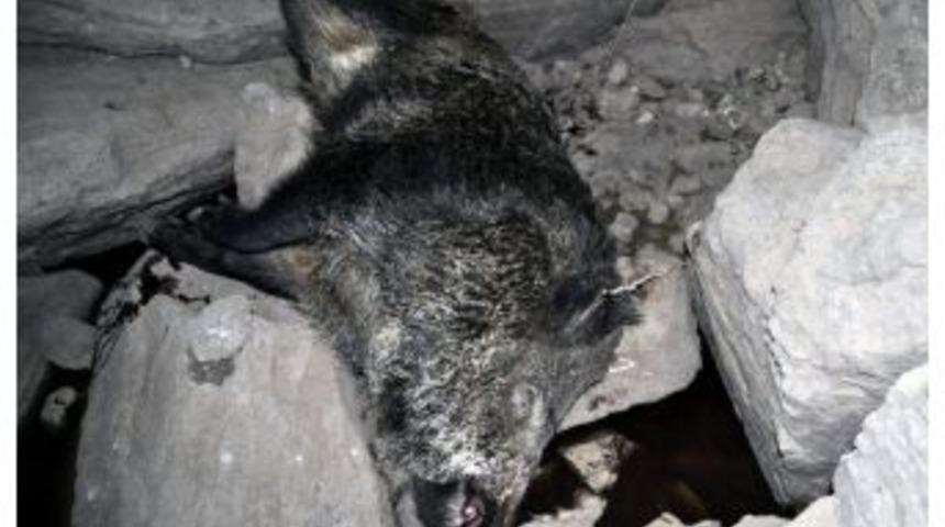 Yaban Domuzu &Ccedil;obana Saldırdı