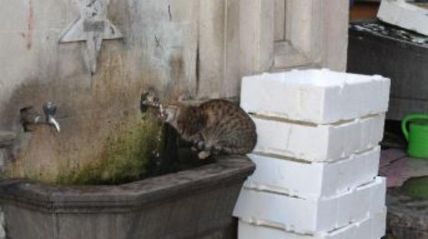 Balığın Ardından Su Molası