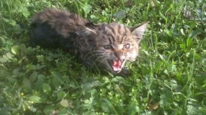 (&ouml;zel Haber) Derede Mahsur Kalan Tekir'i İtfaiye Kurtardı