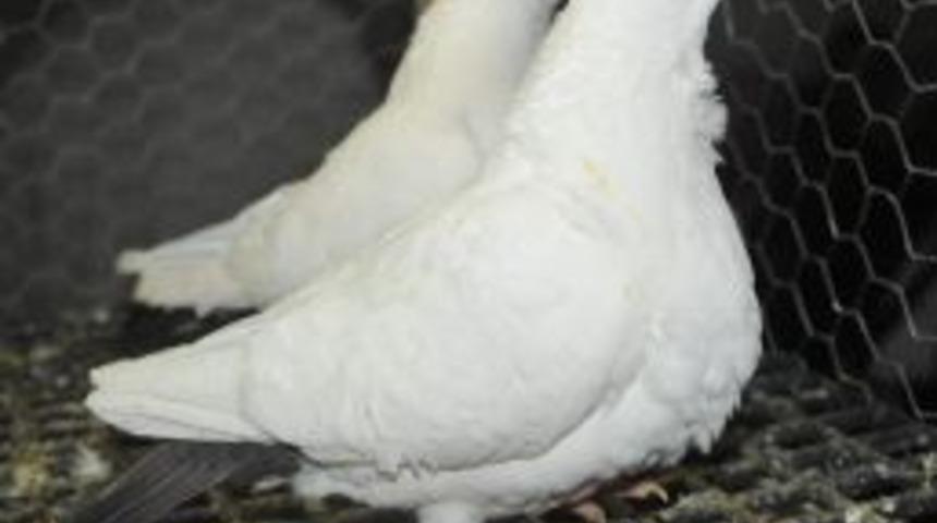 Güvercin Kardeşliği