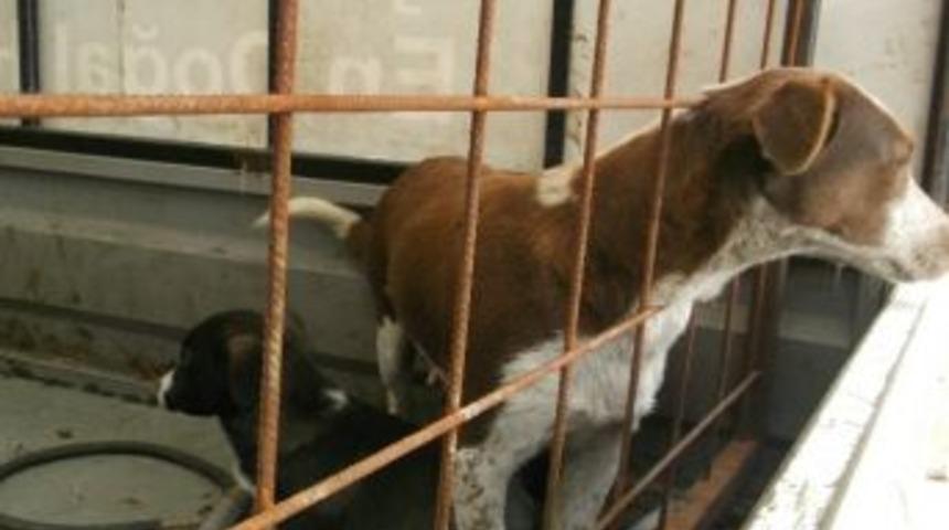 Kartepe Zabıtası'ndan &Ouml;rnek Davranış