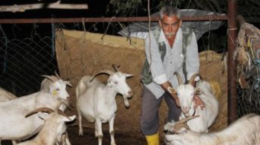 &Ccedil;obanlar &lsquo;sertifikalı&rsquo; Olacak