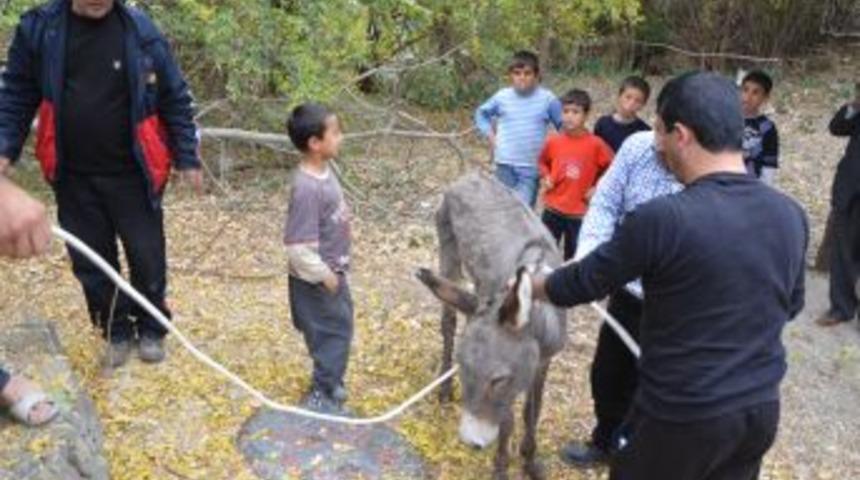 Kozan'da eşek kurtarma operasyonu