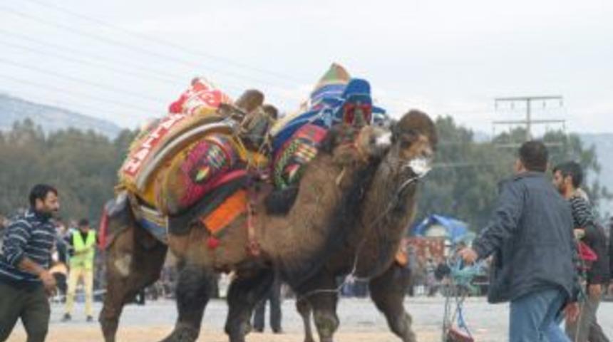 G&uuml;reşte Yenilen Develer Ka&ccedil;tı, Sahipleri Peşinden Koştu