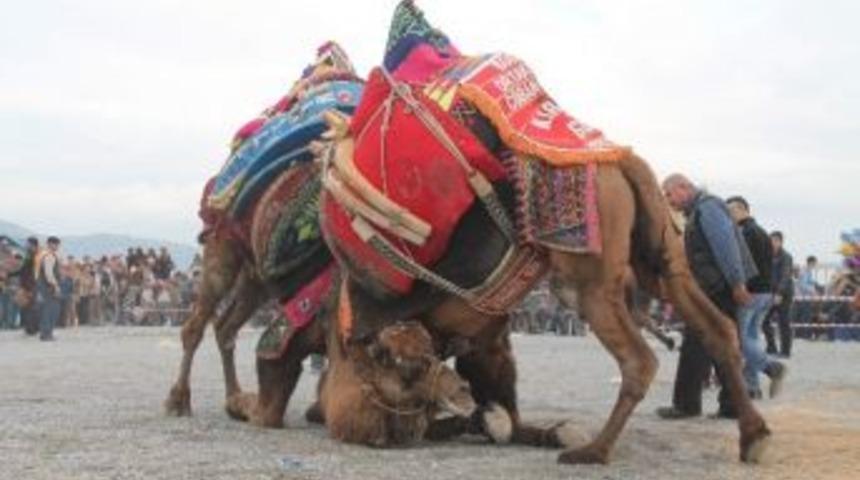 Pehlivan Develer Arenaya İndi