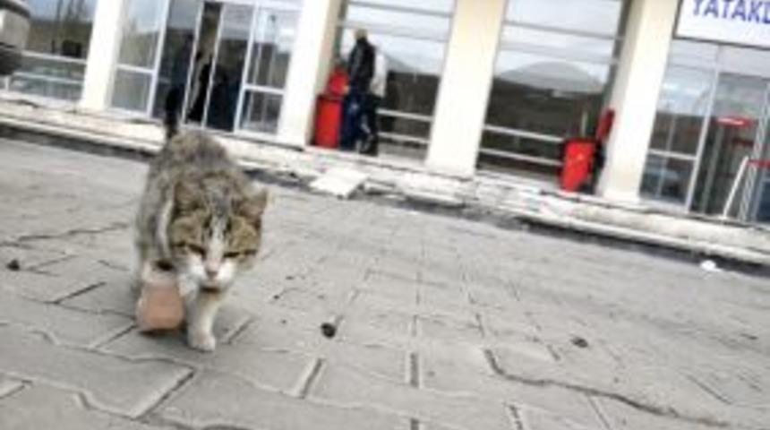 Sevimli acil vaka!..