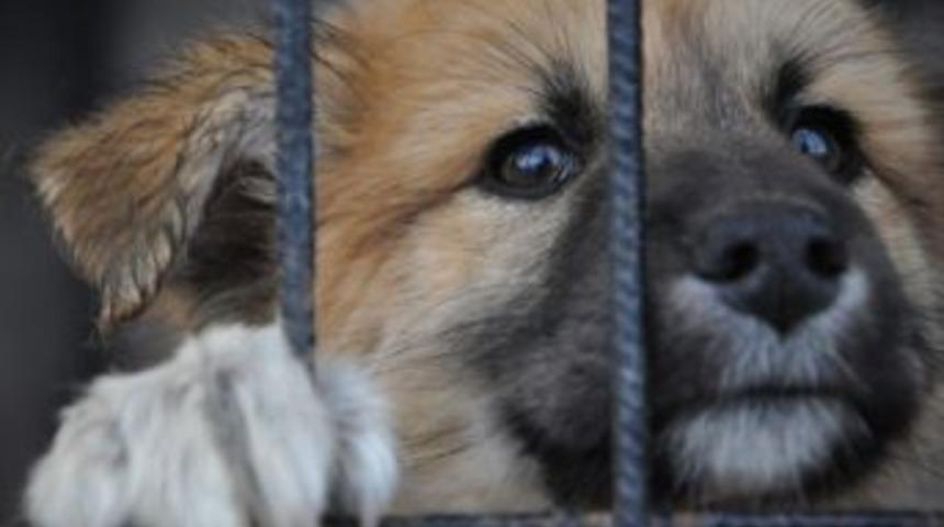 Minik K&ouml;pekler Sahiplenmeyi Bekliyor