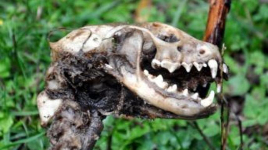 Balıkesir'de ki esrarengiz hayvan iskeleti, Jurassic Park'ı hatırlattı