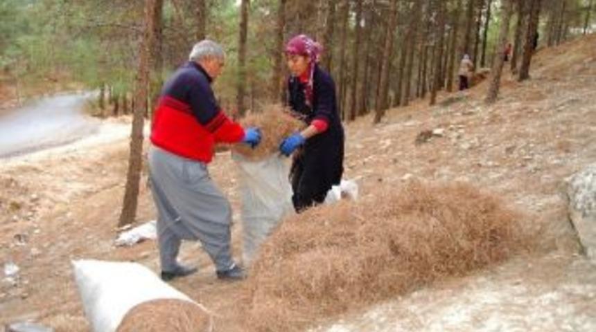 Hem Ormanı Koruyorlar Hem De Yakacak İhtiya&ccedil;larını Gideriyorlar