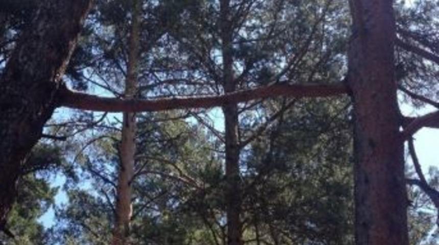 İki &Ccedil;am Ağacının Sevdası Dallarıyla Birbirine Kavuştu