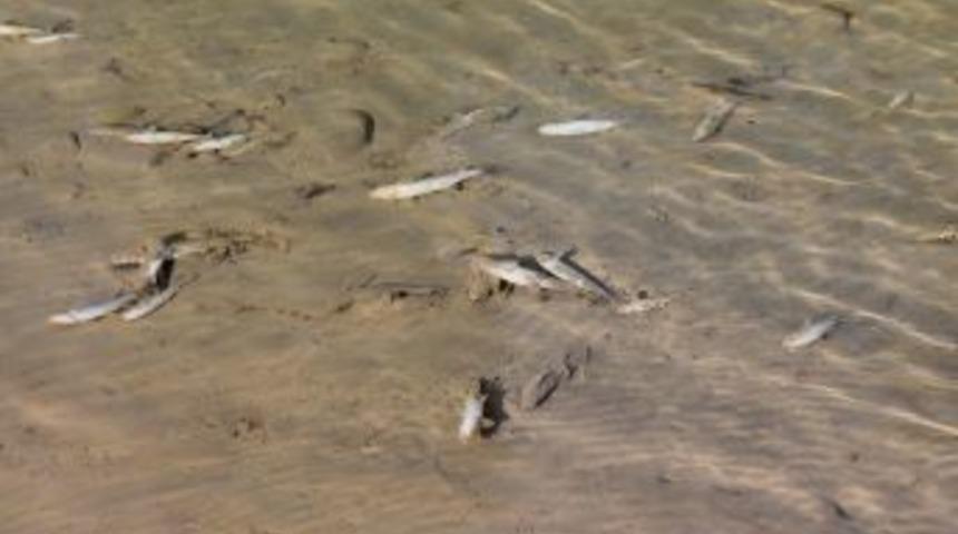 Ordu'nun Derelerinde Balık Ölümleri Yaşanıyor