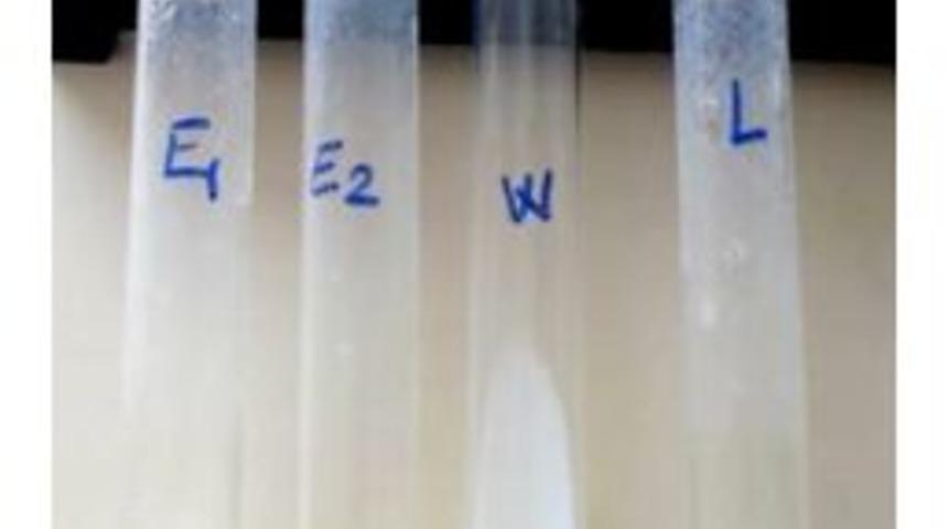 Kmü’de Rekombinant Peynir Mayası Üretildi