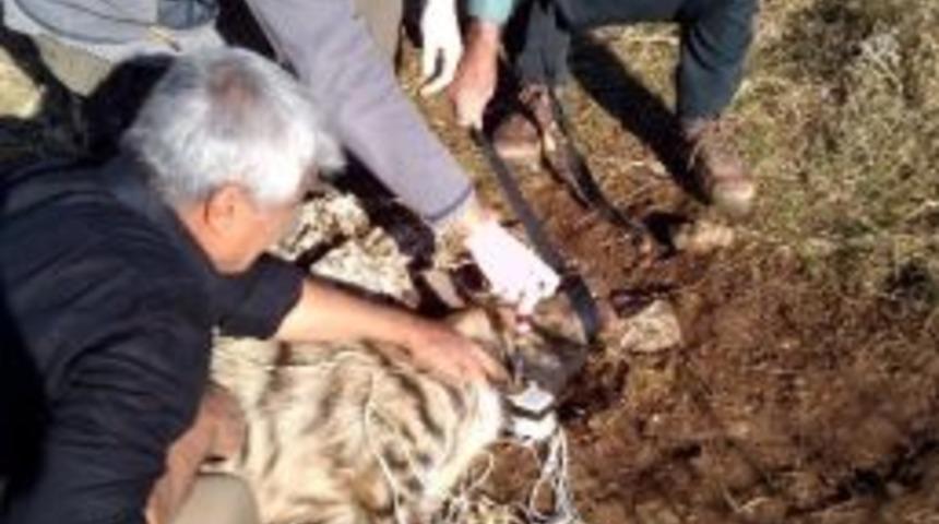 &Ccedil;izgili Sırtlana Uydudan Takip