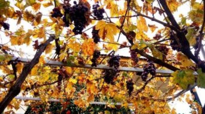 &Uuml;z&uuml;m Asmasında G&uuml;z G&uuml;zelliği