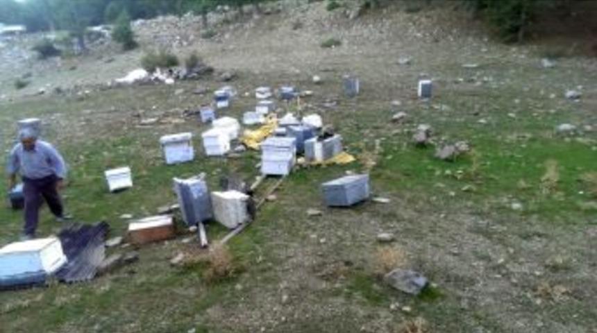 Eynif Yaylası'nda Ayılar 40 Arı Kovanını Par&ccedil;alayıp Balları Yedi