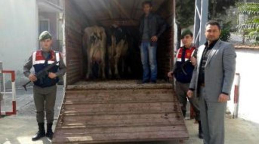 Yolcu Minib&uuml;s&uuml; İle İnek Hırsızlığı