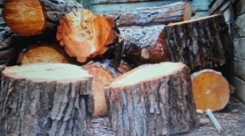 İzinsiz Ağa&ccedil; Keserken Su&ccedil;&uuml;st&uuml; Yakalandı