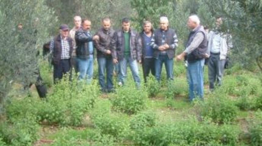 Burhaniye, Şeker Otunun Merkezi Olacak