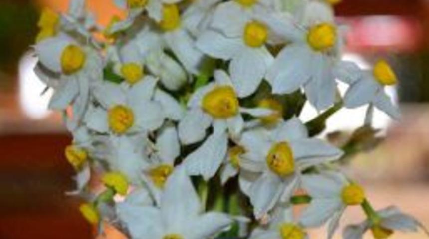 Silifke&rsquo;de Nergisler &Ccedil;i&ccedil;ek A&ccedil;tı