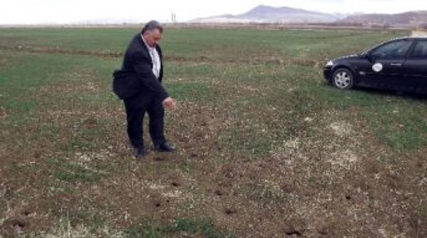 Seydişehir&rsquo;de Tarla Fareleri &Ccedil;ift&ccedil;iyi Kaygılandırıyor