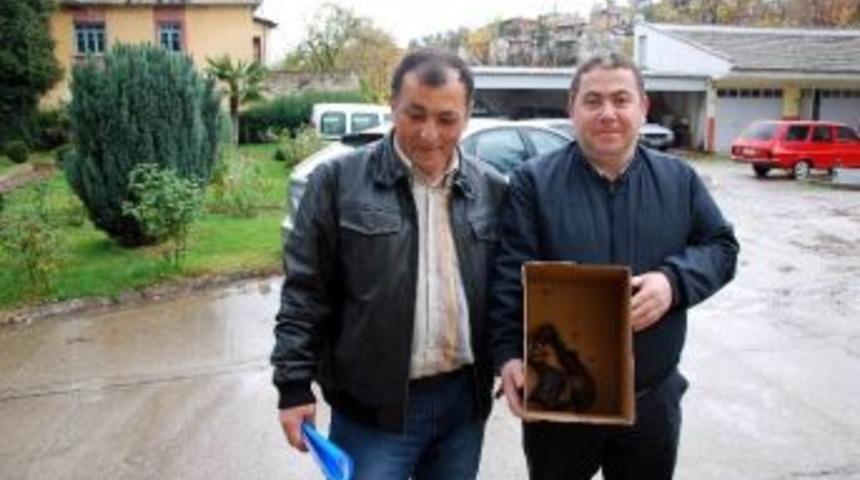 Balıkesir'deki Me&ccedil;hul Hayvan İskeletine El Konuldu