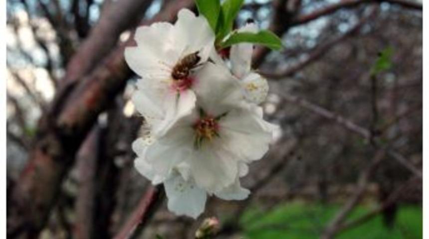 Dat&ccedil;a&rsquo;da Bademler &Ccedil;i&ccedil;ek A&ccedil;tı