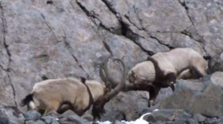 Av Tekelerinin Liderlik Kavgası