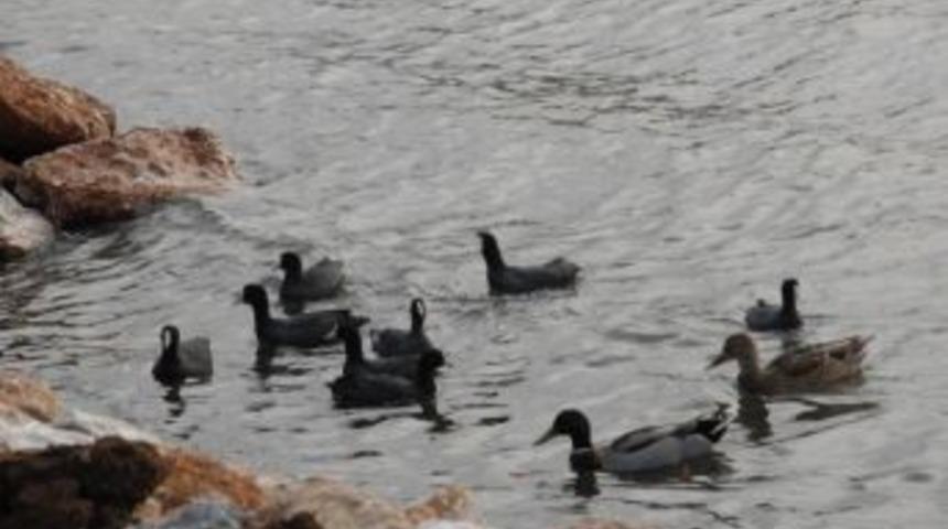 &Ouml;rdek Adası'na Yeni Ada Ekleniyor