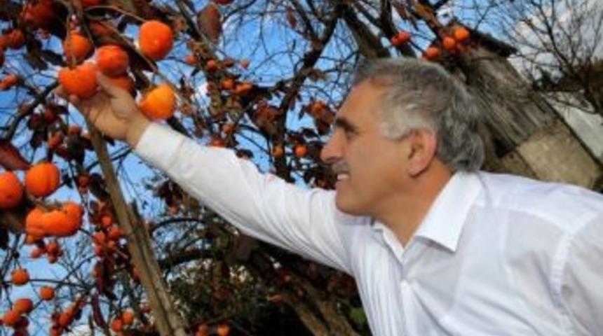 Hendek&rsquo;te Hasat Zamanı