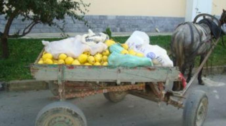 Ayva Hırsızları Yakalandı