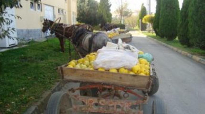 At Arabalı Ayva Hırsızları Jandarmadan Ka&ccedil;amadı