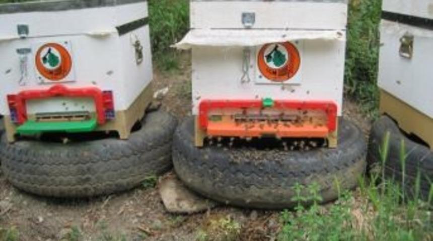 Ork&ouml;y Arıları Bal Verdi