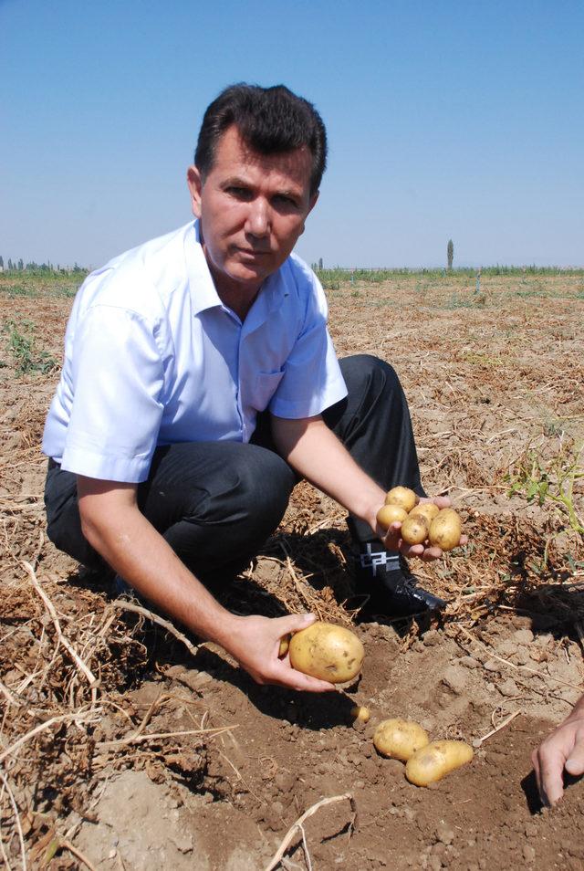 Niğde'de patates ekimi geçen yıla göre azaldı