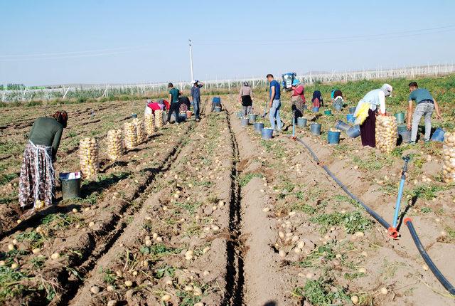 Niğde'de patates ekimi geçen yıla göre azaldı