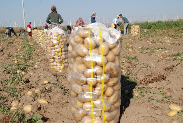 Niğde'de patates ekimi geçen yıla göre azaldı