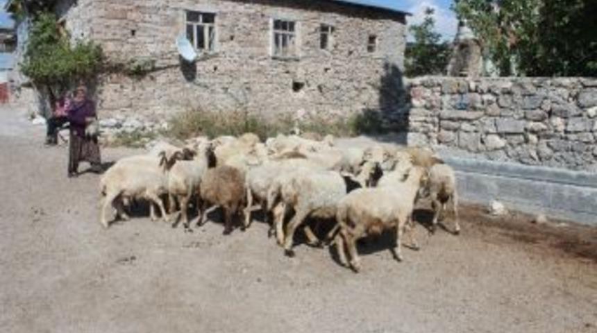 Orman K&ouml;yl&uuml;s&uuml;ne Ork&ouml;y Kredisi Desteği