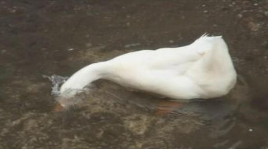 Balıklarla &Ouml;rdeklerin Yiyecek Savaşı