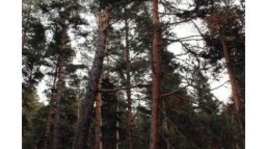 Birbirine Bağlanan 150 Yıllık İki Sarı &Ccedil;am Şaşırttı