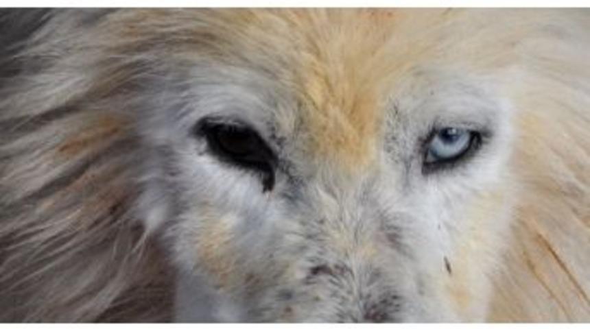 Van kedisi gibi k&ouml;pek