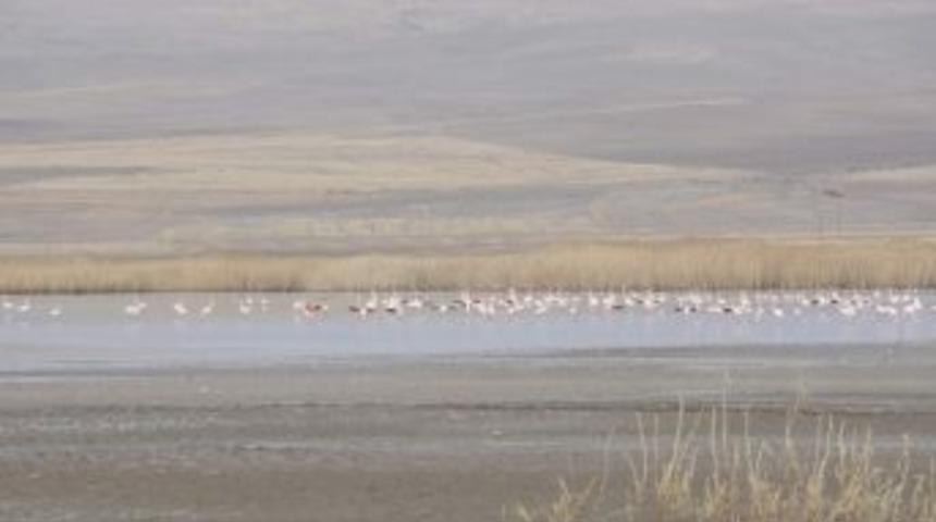 Er&ccedil;ek G&ouml;l&uuml; Flamingolar İle G&uuml;zel