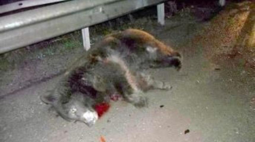 Seyir Halindeki Otomobilin Üzerine Ayı Düştü