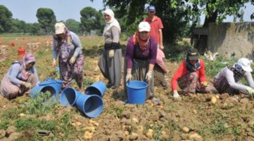 Patates Fiyatı T&uuml;rkiye Genelinde Tavan Yaptı