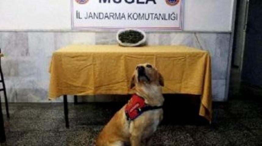 Esrarı Jandarmaya Satmak İsteyince Yakayı Ele Verdi