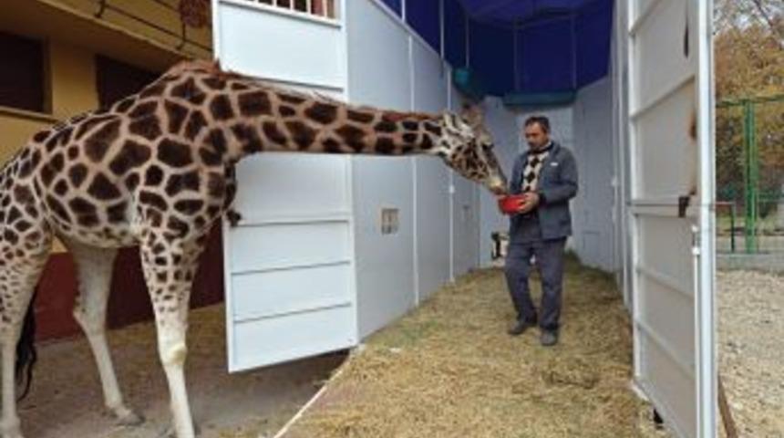 &lsquo;Şakir&rsquo; Ile &lsquo;Merve&rsquo; Isimli Z&uuml;rafalar Kayseri&rsquo;ye Taşındı