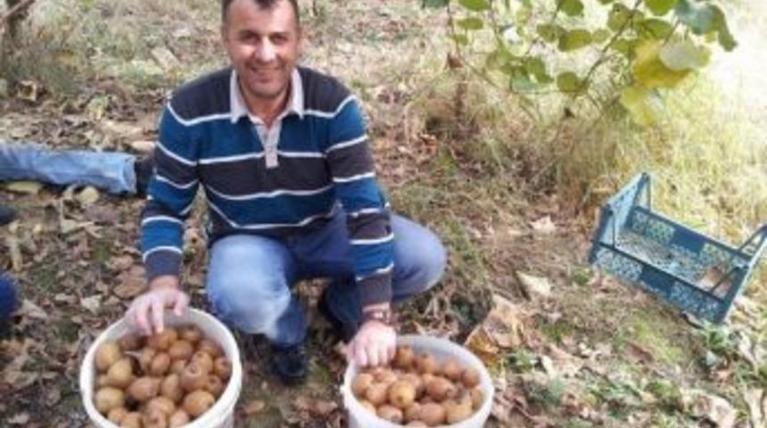 Karadeniz'de Kivi Mahsul&uuml; Toplanıyor