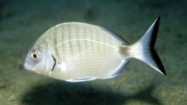 Yapay Resifler Balıkları Troll Avcılarından Kurtardı