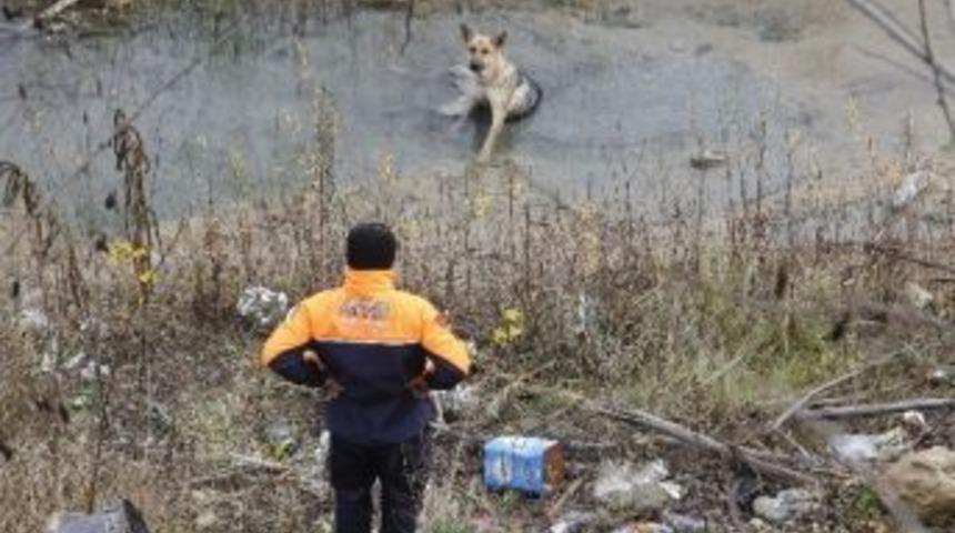 (özel Haber) Karabük’te Köpek Kurtarma Operasyonu