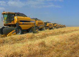 Muş'ta buğday bereketi