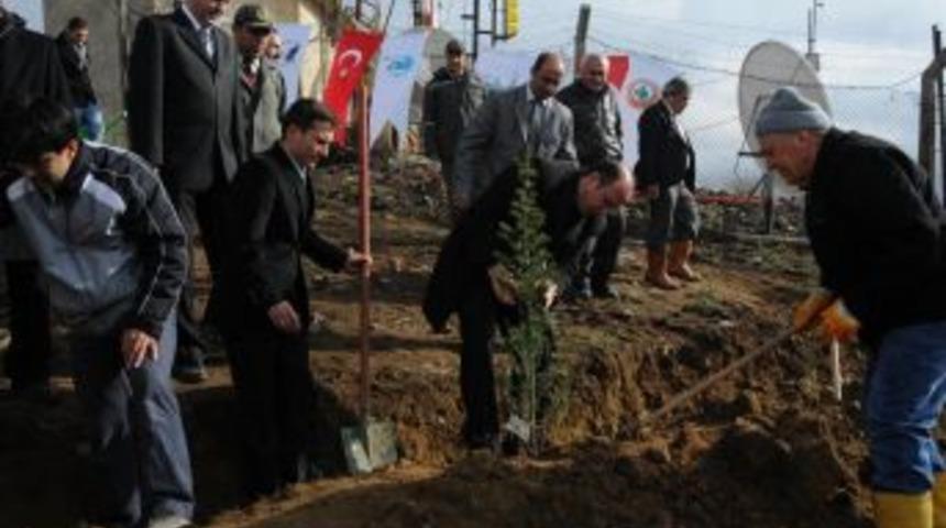 Merzifon'da Fidan Dikimi